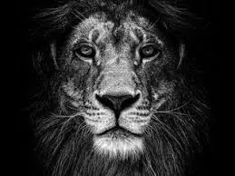 Naujausias Straumann implantas — verta išdrįsti